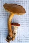 Rosenroter Gelbfuß, Foto 47