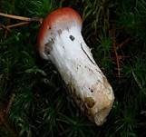 Rosenroter Gelbfuß, Foto 7