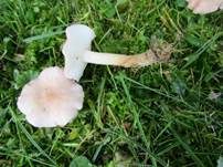 Rosenroter Schönkopf, Foto 12
