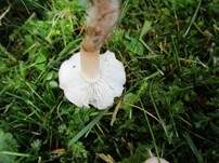 Rosenroter Schönkopf, Foto 13