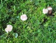 Rosenroter Schönkopf, Foto 16