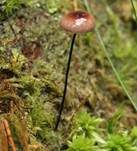 Rosshaarschwindling, Foto 7