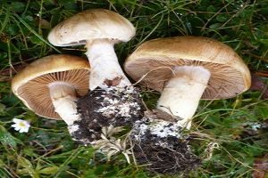 Rostbrauner Dickfuß, Foto 1