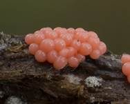 Rostfarbener Stielschleimpilz, Foto 6