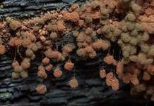 Rostfarbener Stielschleimpilz, Foto 8