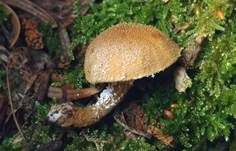 Rostgelber Körnchenschirmling, Foto 15