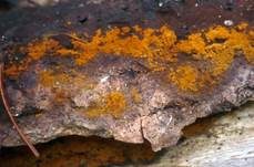 Rostgelbes Filzgewebe, Foto 7