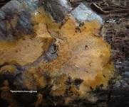 Rostgelbes Filzgewebe, Foto 9