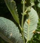 Rostpilze, Foto 89