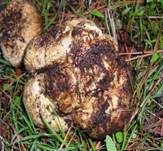 Rotaderiger Wurzeltrüffel, Foto 8