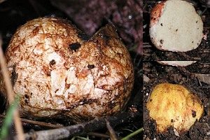 Rotaderiger Wurzeltrüffel, Foto 1