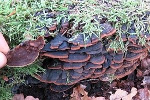 Rotbraune Borstenscheibe, Foto 1