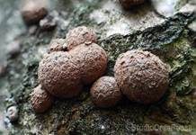 Rotbraune Kohlenbeere, Foto 16