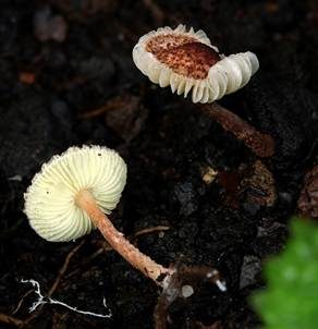 Rotbrauner Blumentopfschirmling, Foto 5