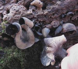 Rotbrauner Holzbecher, Foto 2