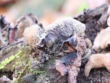 Rotbrauner Holzbecher, Foto 6
