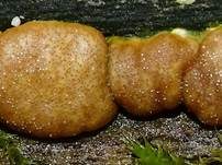 Rotbrauner Scheibenpustelpilz, Foto 9