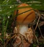 Rotbrauner Scheidenstreifling, Foto 13