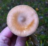 Rotbrauner Scheidenstreifling, Foto 20