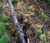 Rotbrauner Scheidenstreifling, Foto 26