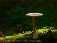Rotbrauner Scheidenstreifling, Foto 27