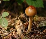 Rotbrauner Scheidenstreifling, Foto 10