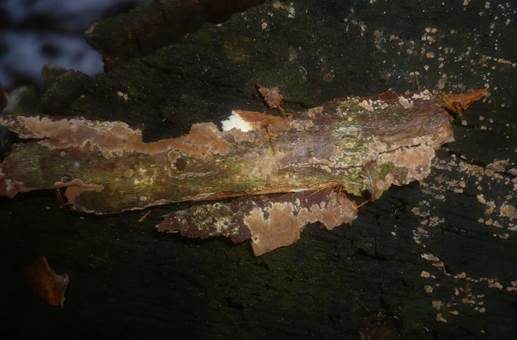 Rotbrauner Schichtpilz, Foto 2