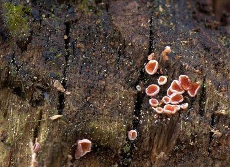 Rötendes Weißhaarbecherchen, Foto 4