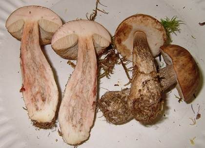Rötender Birkenpilz, Foto 2