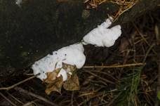 Rötender Saftporling, Foto 8