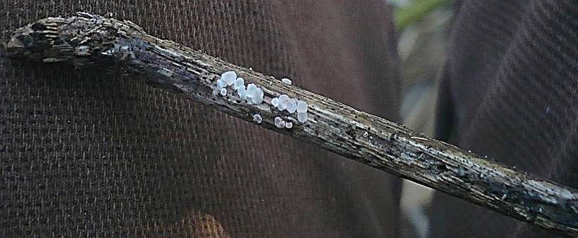 Rötendes Schilfhaarbecherchen, Foto 3