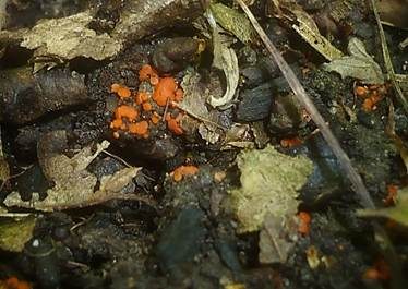Roter Brandstellenbecherling, Foto 3