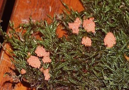 Roter Kugelschleimpilz, Foto 3
