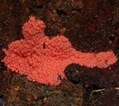 Roter Kugelschleimpilz, Foto 13