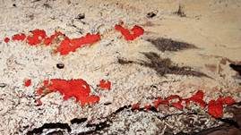 Roter Kugelschleimpilz, Foto 21
