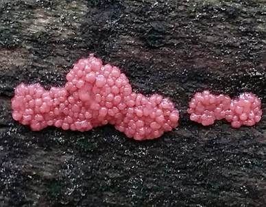 Roter Kugelschleimpilz, Foto 5