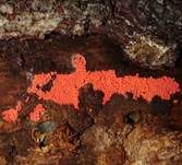 Roter Kugelschleimpilz, Foto 10