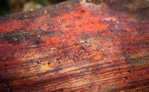 Roter Rindenkohlenbeerenpilz, Foto 2