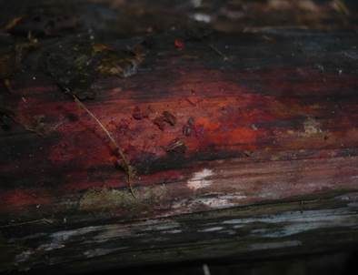 Roter Rindenkohlenbeerenpilz, Foto 3