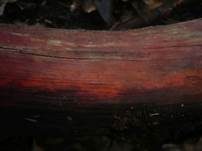 Roter Rindenkohlenbeerenpilz, Foto 5