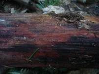 Roter Rindenkohlenbeerenpilz, Foto 7
