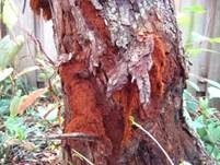 Roter Schillerporling, Foto 7