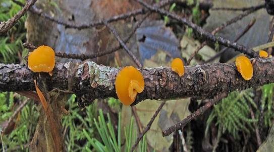 Roter Tannenbecherling, Foto 2