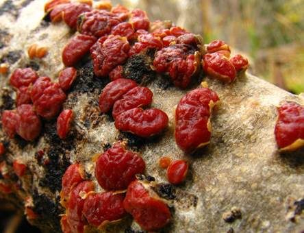 Roter Zystidenrindenpilz, Foto 2
