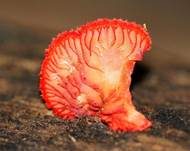 Rotes Stummelfüßchen, Foto 5
