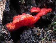 Rotes Stummelfüßchen, Foto 7