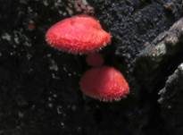 Rotes Stummelfüßchen, Foto 8