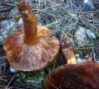 Rotfleckender Kiefernritterling, Foto 2