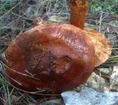 Rotfleckender Kiefernritterling, Foto 13