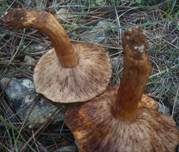 Rotfleckender Kiefernritterling, Foto 11